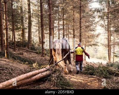 Allemagne, Muehlenbach, bûcheron et le cheval au travail dans la forêt Banque D'Images