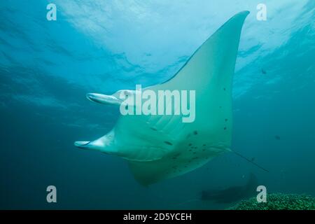 Océanie, Micronésie, Yap, Reef, Manta Ray Manta alfredi Banque D'Images