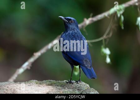 Thaïlande, Parc national de Mae Wong, Myophonus caeruleus, Blue sifflement throush Banque D'Images