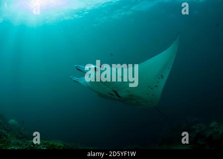 Océanie, Micronésie, Yap, Reef, Manta Ray Manta alfredi Banque D'Images