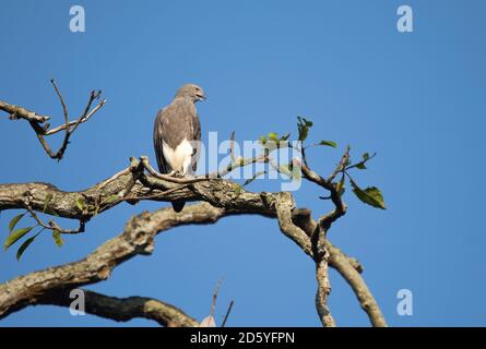 Bornéo, Ichthyophaga ichthyaetus, aigle à tête grise qui perche sur une branche Banque D'Images
