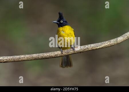 Thaïlande, Kaeng Krachan, Bulbul de Black-Crested sur une branche Banque D'Images