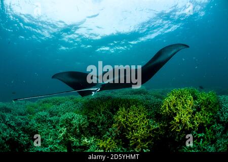 Océanie, Micronésie, Yap, Reef, Manta Ray Manta alfredi Banque D'Images