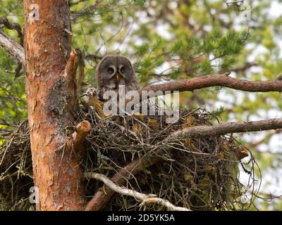 Chouette lapone Strix nebulosa,, avec chick in nest Banque D'Images