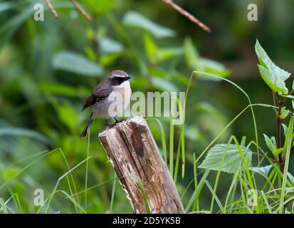 Thaïlande, Chiang Mai, Doi Inthanon, Grey Bushchat, Saxicola ferreus, homme Banque D'Images