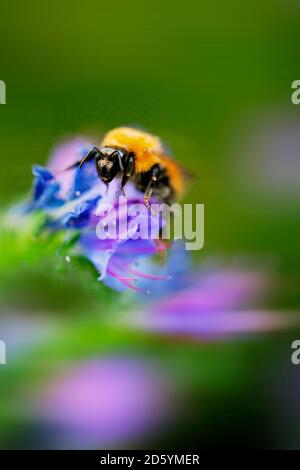 L'Italie, Extreme close-up de bumblebee sur la Vipère, Echium vulgare Vipérine commune Banque D'Images