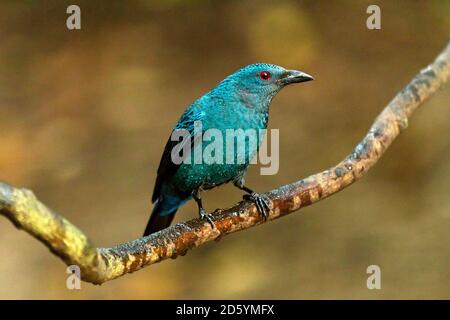 Thaïlande, Kaeng Krachan, un fée-bluebird asiatique sur une branche Banque D'Images