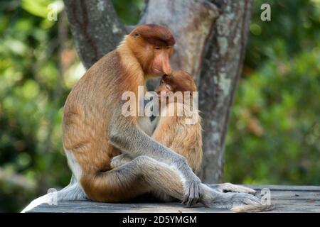 Bornéo, Sabah, Proboscis Monkeys, Nasalis larvatus, mère et jeune animal assis sur du bois, en lactation Banque D'Images