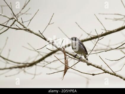 Thaïlande, Chiang Mai, Doi Inthanon, Grey Buschchat, Saxicola ferreus, homme Banque D'Images