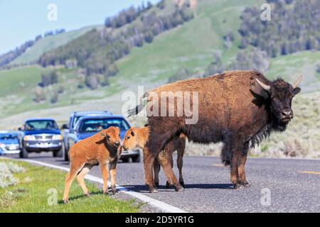 Etats-unis, Parc National de Yellowstone, Bisons crossing road Banque D'Images