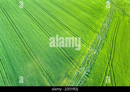 Allemagne, Bade-Wurtemberg, Rems-Murr-Kreis, Schurwald, champ vert au printemps Banque D'Images