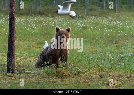 La Finlande, Kuhmo, ours brun et des mouettes Banque D'Images