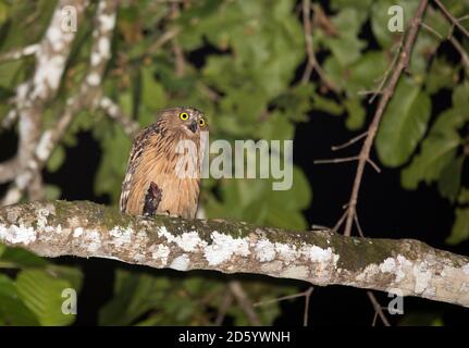 Malaisie, Bornéo, Sabah, rivière Kinabatangan, chouette de poisson-buffle de nuit, ketupa ketupu Banque D'Images