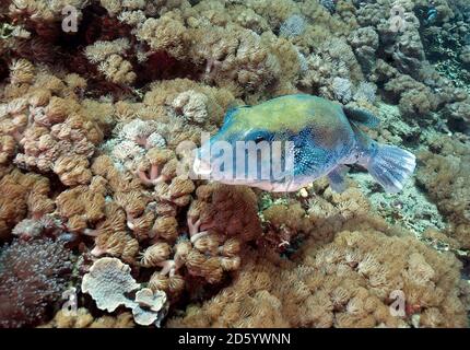 Indonésie, Bali, Nusa Lembongan, macareux à pois bleus, Arothron caeruleopunctatus Banque D'Images