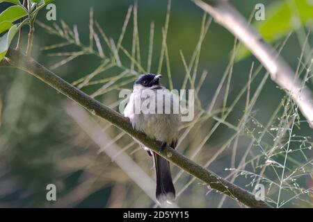 Thaïlande, Chiang Dao, Bulbul à tête de Sooty, Pycnonotus aurigaster Banque D'Images