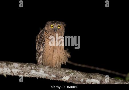 Malaisie, Bornéo, Sabah, rivière Kinabatangan, chouette de poisson-buffle de nuit, ketupa ketupu Banque D'Images