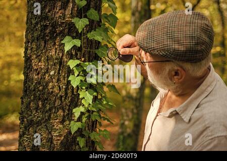 Curiosité à la botanique. Détective picky dans la forêt. Explorez la nature. Retraité avec loupe pour explorer la forêt d'automne jour. Ancien homme scientifique. Le botaniste examine les plantes. Grand-père barbu en forêt. Banque D'Images