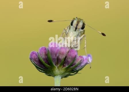 Silver-spotted skipper sur une fleur Banque D'Images