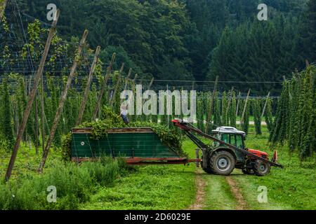 Allemagne, Bavière, Attenhofen, récolte de houblon Banque D'Images