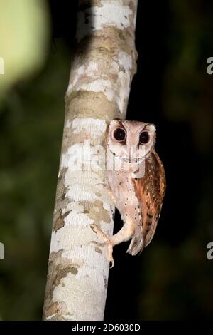 Malaisie, Bornéo, Sabah, rivière Kinabatangan, hibou de la baie orientale, phodilus badius Banque D'Images