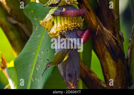 Thaïlande, Chiang Dao, petit chasseur de spiderHunter, Arachnothera longirostra, sur la fleur de banane Banque D'Images