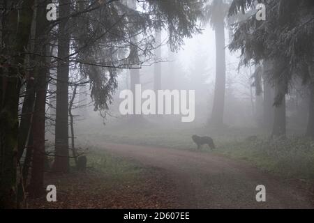 Allemagne, Hesse, chien sur chemin forestier dans la région de Taunus Banque D'Images