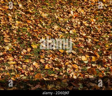 Le feuillage d'automne tombé se trouve sur le sol. Banque D'Images