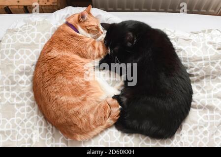 Deux chats câlins ensemble sur une chaise à la maison. Banque D'Images