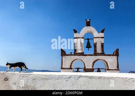 Chat domestique dehors marchant sur le toit en bordure de l'église orthodoxe grecque Santorini Grèce Banque D'Images