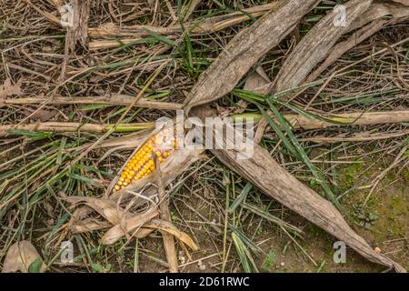 Oreille de maïs encore dans la cosse partiellement exposée ponte sur le sol avec les tiges et les glands après le récolte des champs de maïs Banque D'Images