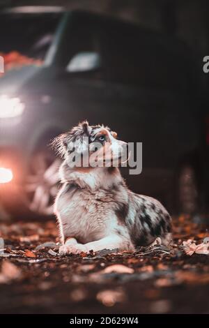 berger australien se délassant devant la voiture aux couleurs de l'automne Banque D'Images