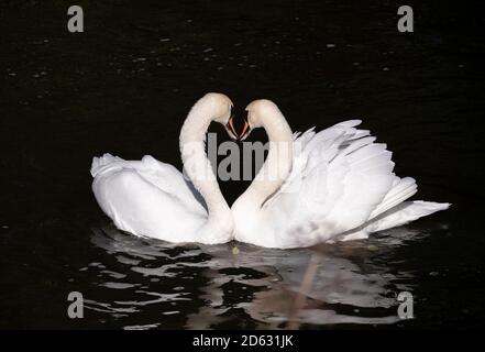 2 cygnes blancs en face l'un de l'autre formant un coeur avec leur cou Banque D'Images