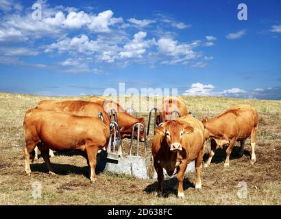 Bétail dans la prairie autour d'une mangeoire en été pendant la sécheresse. Banque D'Images