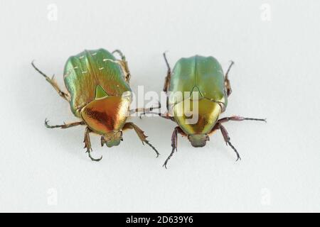 Roseraie ou roseraie verte Cetonia aurata, qui a une structure métallique de couleur verte, macro photo avec un fond blanc. Banque D'Images