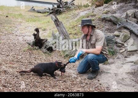 TASMANIE, AUSTRALIE - 18 décembre 2019 : alimentation du diable de Tasmanie par un gardien d'animaux mâle Banque D'Images