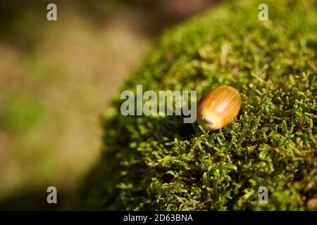 Gros plan d'un seul gland sur une souche d'arbre avec mousse Banque D'Images