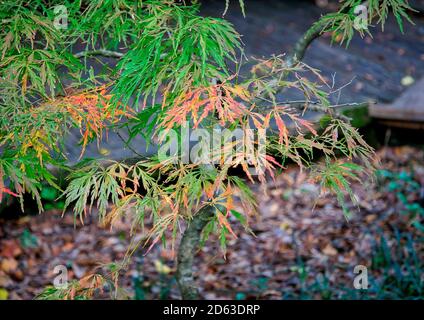 Belle faune naturelle, plantes et arbres Banque D'Images