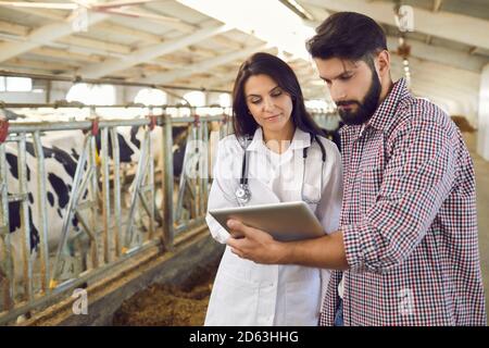 Jeune agriculteur sérieux et vétérinaire de bétail en utilisant un comprimé debout lâcheté Banque D'Images