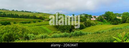 CHA Gorreana plantation de thé dans les couleurs vertes d'été sur l'île de Sao Miguel, dans les Açores, au Portugal Banque D'Images