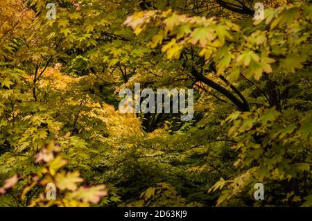 Érable japonais aux couleurs allant du vert luxuriant au jaune. Banque D'Images