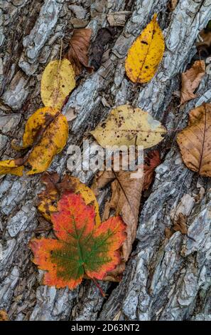 Les feuilles d'automne tombées reposent sur l'écorce d'un arbre tombé, Adirondack Mountains, comté d'Essex, New York Banque D'Images