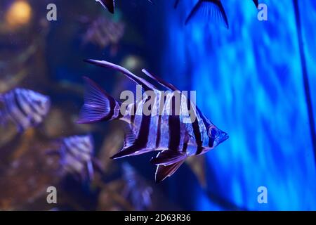 Vieille femme (Enoplosus armatus) Un poisson rayé noir et blanc avec une petite tête et de longues nageoires sur le dessus de la natation dans l'aquarium Banque D'Images