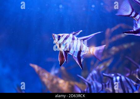 Vieille femme (Enoplosus armatus) Un poisson rayé noir et blanc avec une petite tête et de longues nageoires sur le dessus de la natation dans l'aquarium Banque D'Images