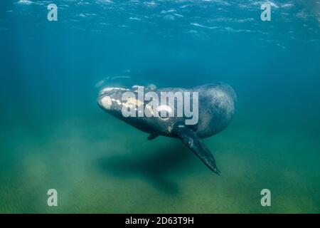 Baleine noire méridionale, Eubalaena australis, mère et veau, région du golfe de Nuevo, péninsule de Valdes, site du patrimoine mondial de l'UNESCO, Argentine, Atlantique Sud O Banque D'Images