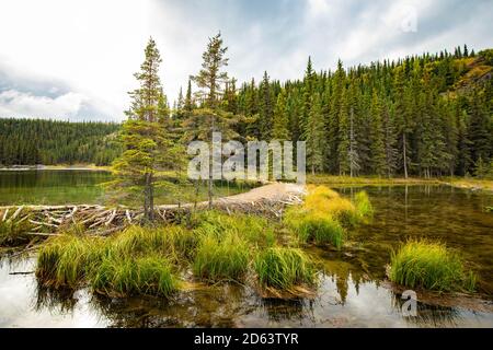 Barrage Beaver qui retient l'eau sur le lac Horseshoe, parc national Denali à l'automne Banque D'Images