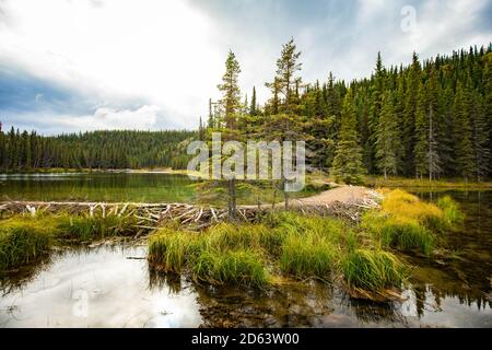 Barrage Beaver qui retient l'eau sur le lac Horseshoe, parc national Denali à l'automne Banque D'Images