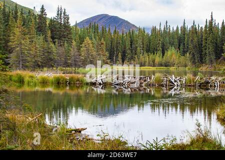 Barrage Beaver qui retient l'eau sur le lac Horseshoe, parc national Denali à l'automne Banque D'Images