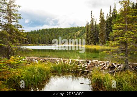 Barrage Beaver qui retient l'eau sur le lac Horseshoe, parc national Denali à l'automne Banque D'Images