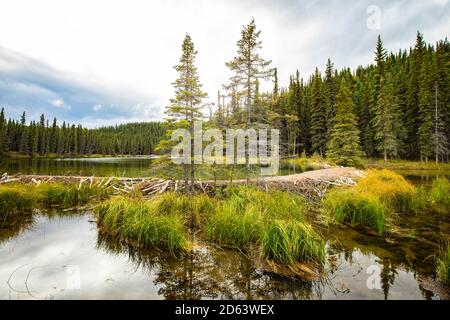 Barrage Beaver qui retient l'eau sur le lac Horseshoe, parc national Denali à l'automne Banque D'Images