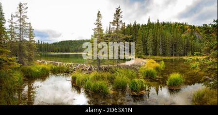 Barrage Beaver qui retient l'eau sur le lac Horseshoe, parc national Denali à l'automne Banque D'Images